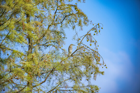 红豆杉树上的鹭鸟
