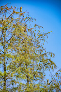 红豆杉树上的鹭鸟