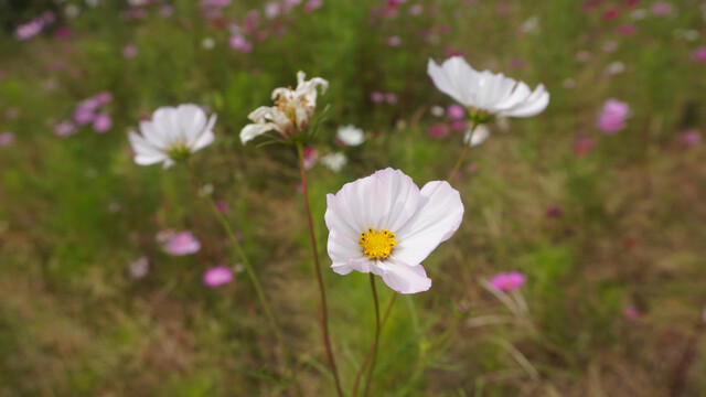 秋英花