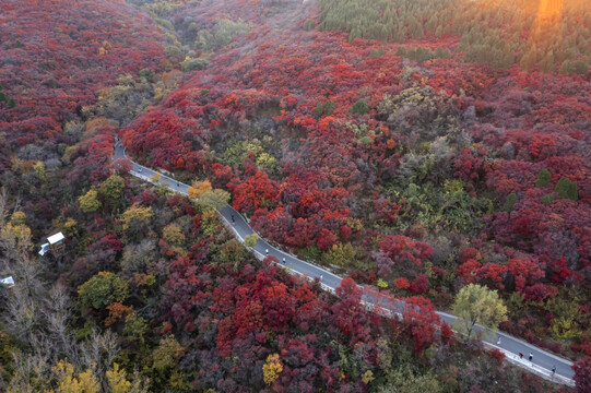 道路两旁红叶满山坡图片