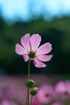 格桑花特写