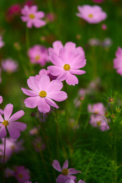 粉色格桑花