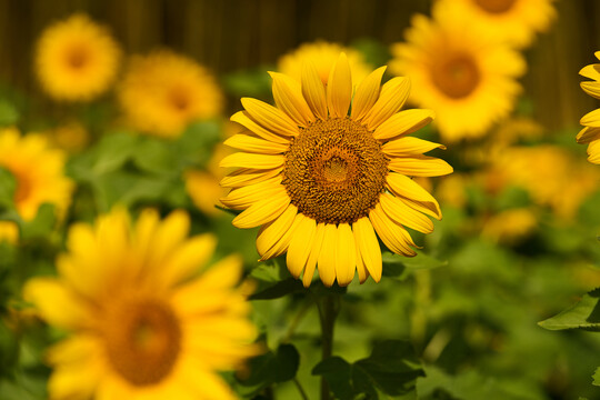 盛开的太阳花