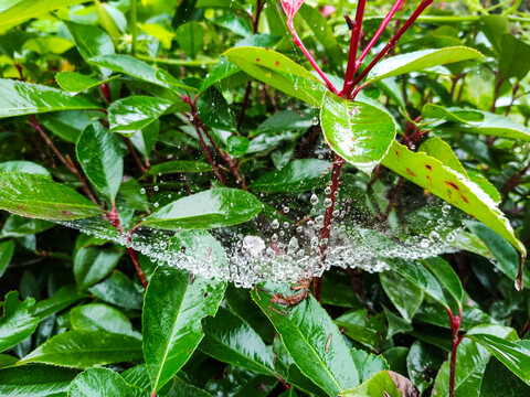 蜘蛛网水珠