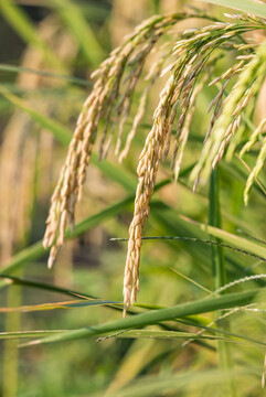 秋天里阳光下成熟的水稻稻穗