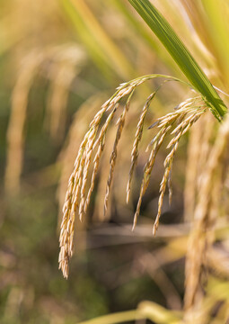 秋天里阳光下成熟的水稻稻穗
