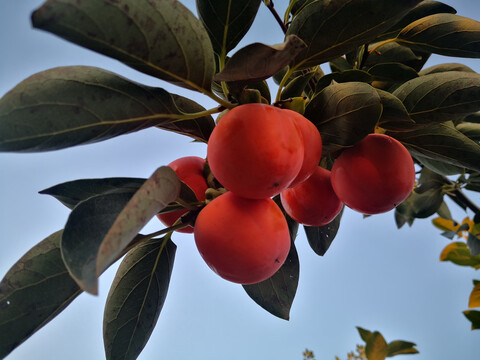 柿子挂枝头