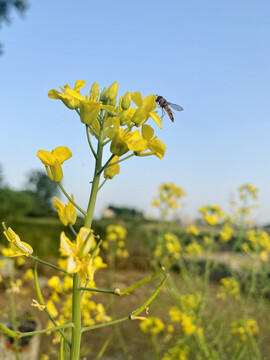 油菜花