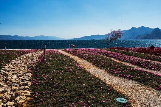 鲜花主题公园