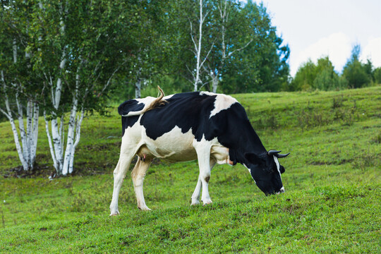 夏季草原树林奶牛