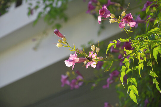 阳光与凌霄花