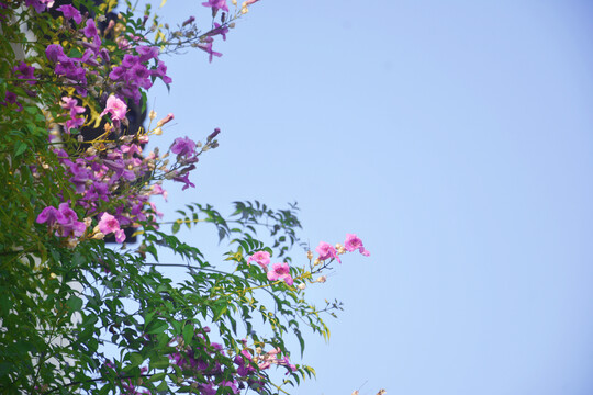 紫色凌霄花