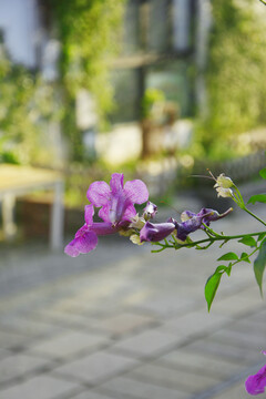 凌霄花开