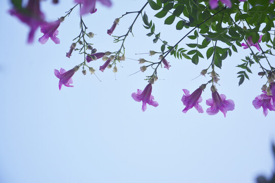 仰拍凌霄花