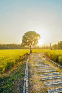 稻田小路