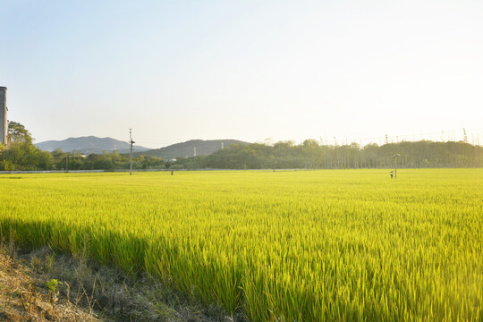 稻田