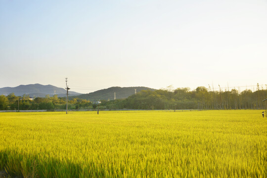 秋天稻田