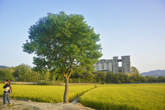 稻田与绿树