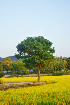 稻田小树美景