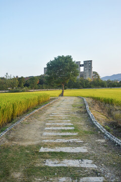 稻田小路