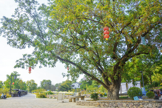 村口老树