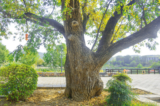 百年枫杨树