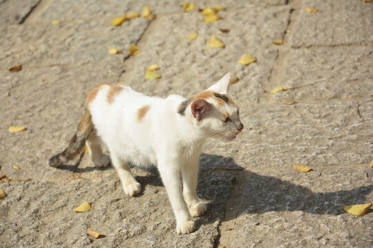 小花猫