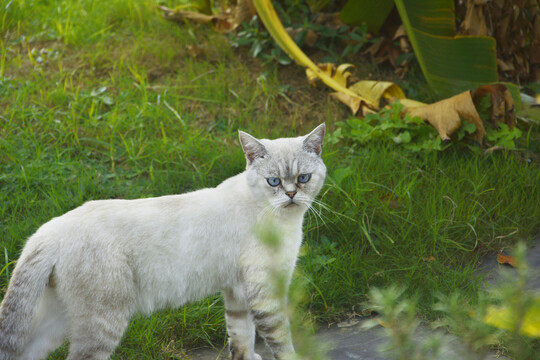 蓝眼睛的猫