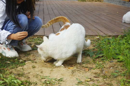 投喂猫