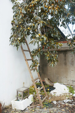 柿子树与木梯子