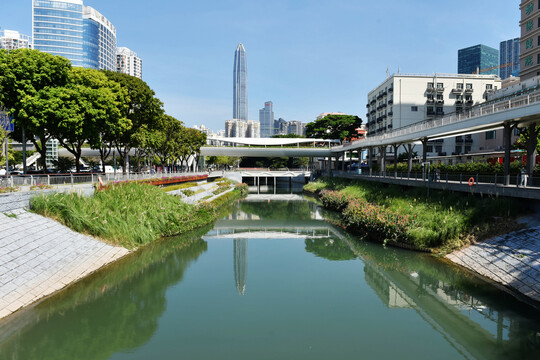 深圳新洲河红树碧道