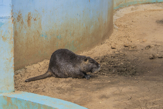 一只卧在地上的海狸鼠