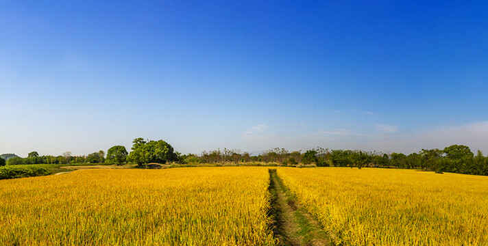金黄色的稻谷全景图