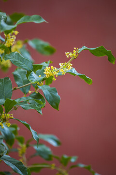 桂花