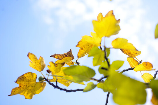 金色秋天黄色的叶子落叶