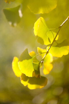 金色秋天银杏黄色的叶子