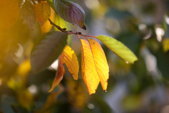 金色秋天发黄的叶子落叶