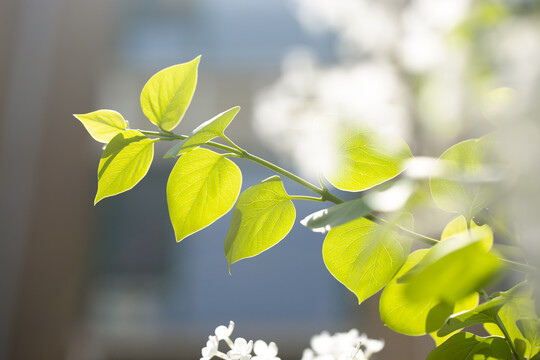 丁香花叶