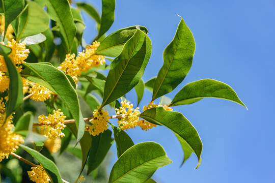 桂花金桂