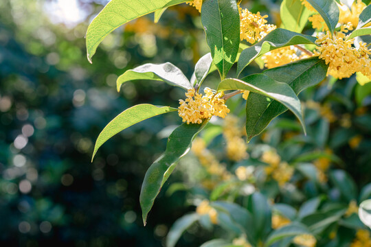 桂花金桂