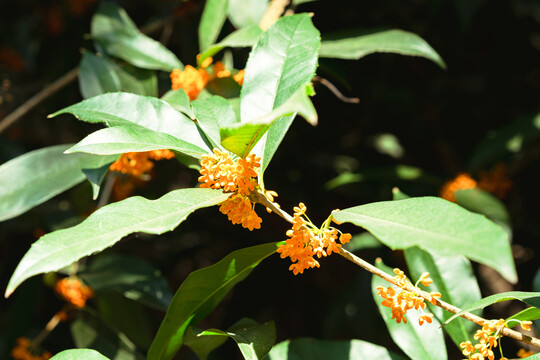 桂花丹桂