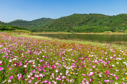 南沙黄山鲁森林公园花海