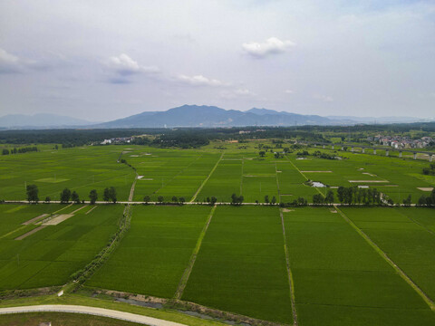 绿油油农田水稻种植基地