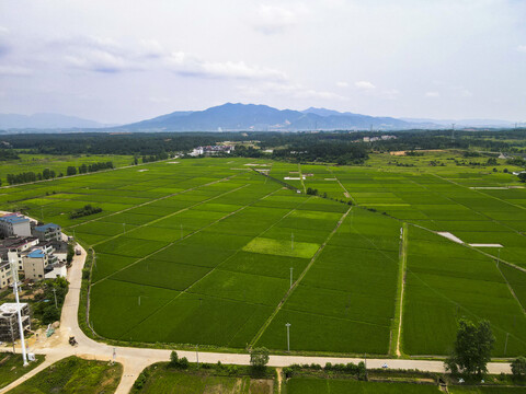 绿油油农田水稻种植基地