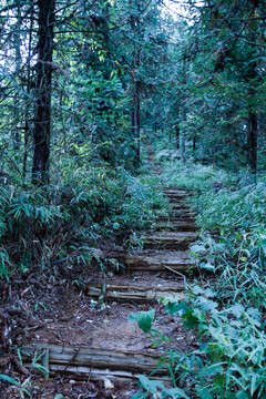 森林上山路