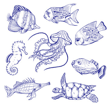 海底鱼类水母手绘插画