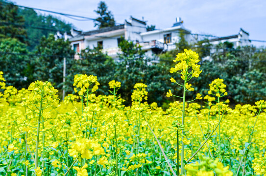 油菜花