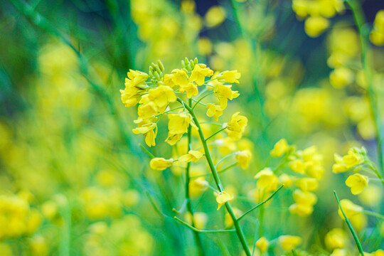 油菜花
