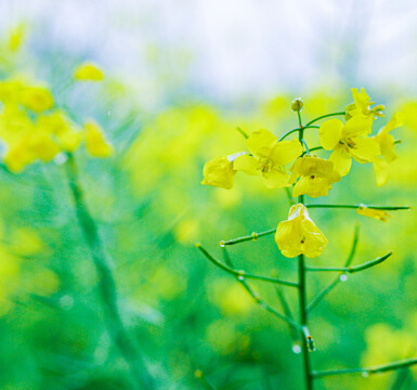 油菜花