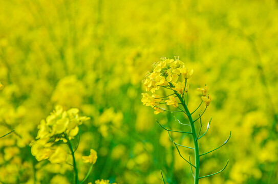 油菜花